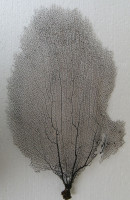 Gorgonia flabellum 6)   (Gorgonie vějířovitá)